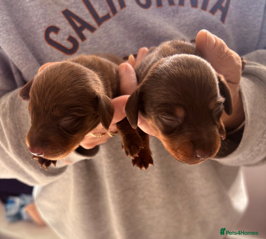 Miniature Dachshund dogs for sale: Smooth haired miniature dachshund  - Image 3