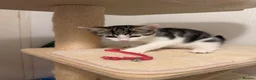 Mixed Breed cats for sale: Selling kitten  - Advert 4