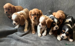 King Charles Spaniel dogs for sale: King Charles cavalier puppies 3 girls 4 boys - Advert 2
