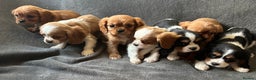 King Charles Spaniel dogs for sale: King Charles cavalier puppies 3 girls 4 boys - Advert 2