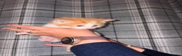 British Longhair cats for sale: Stunning Female Ginger Kittens - Advert 15