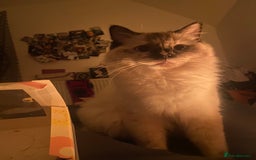 Ragdoll cats for sale: Flame Point Ragdoll mixed 2 years old - Image 4