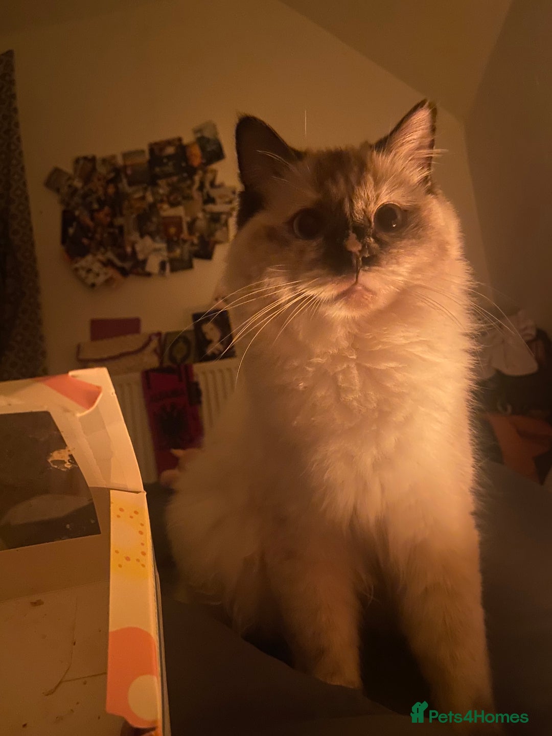 Ragdoll cats for sale: Flame Point Ragdoll mixed 2 years old - Image 4