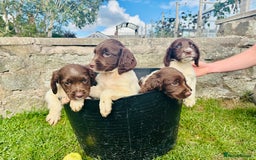English Springer Spaniel dogs for sale: Springer Spaniel Puppies  - Image 3