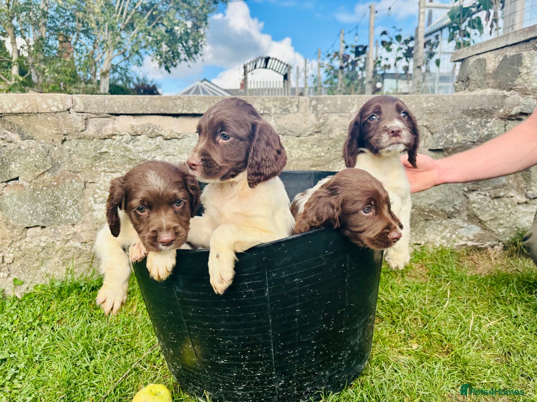 English Springer Spaniel dogs for sale: Springer Spaniel Puppies  - Image 3
