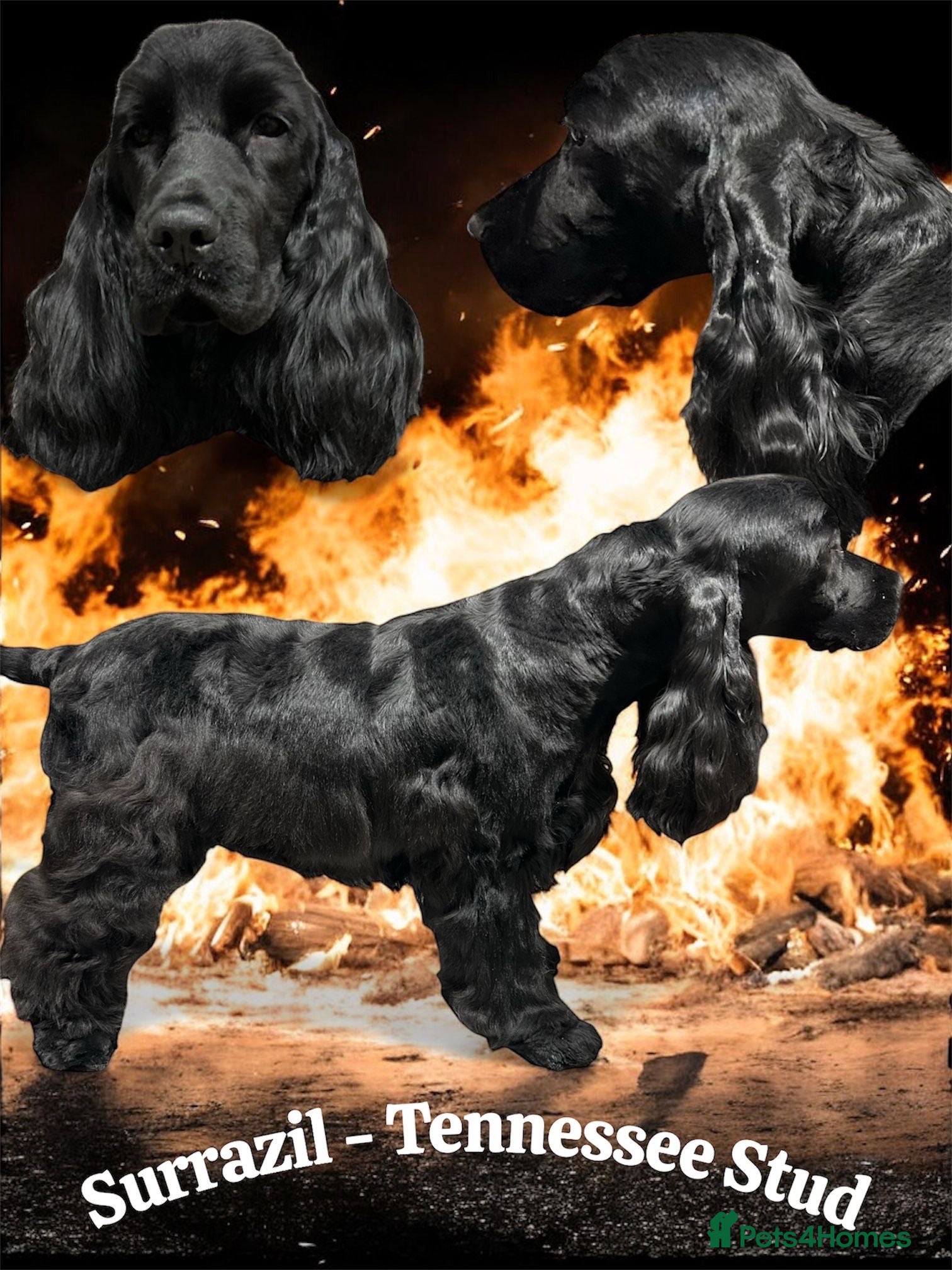 Cocker Spaniel dogs 4 show cocker spaniel puppies  - Advert 12