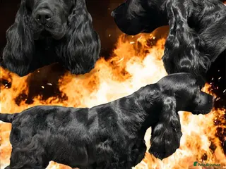 Cocker Spaniel dogs JUST 2 LEFT show cocker spaniel puppies - Advert 1