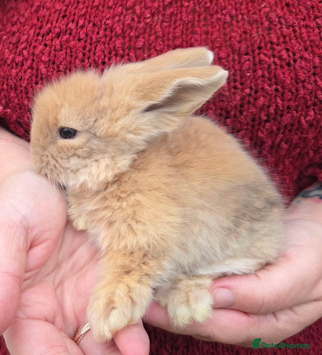 Mini Lion Lop rabbits for sale:  Male teddywidder bunnies  - Advert 31