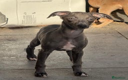 Whippet dogs for sale: Beautiful KC Whippet puppies  - Advert 13