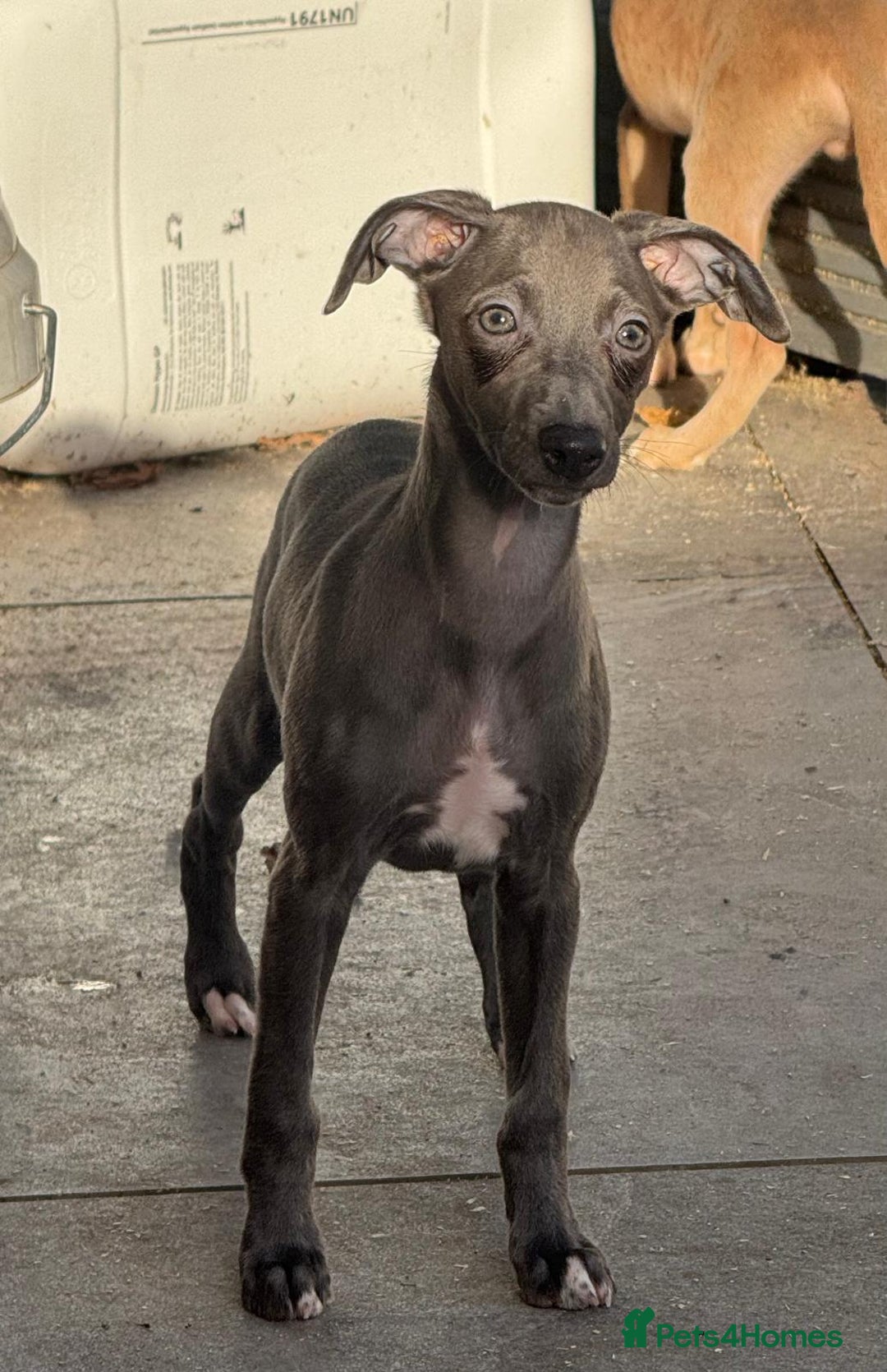Whippet dogs for sale: Beautiful KC Whippet puppies  - Advert 13