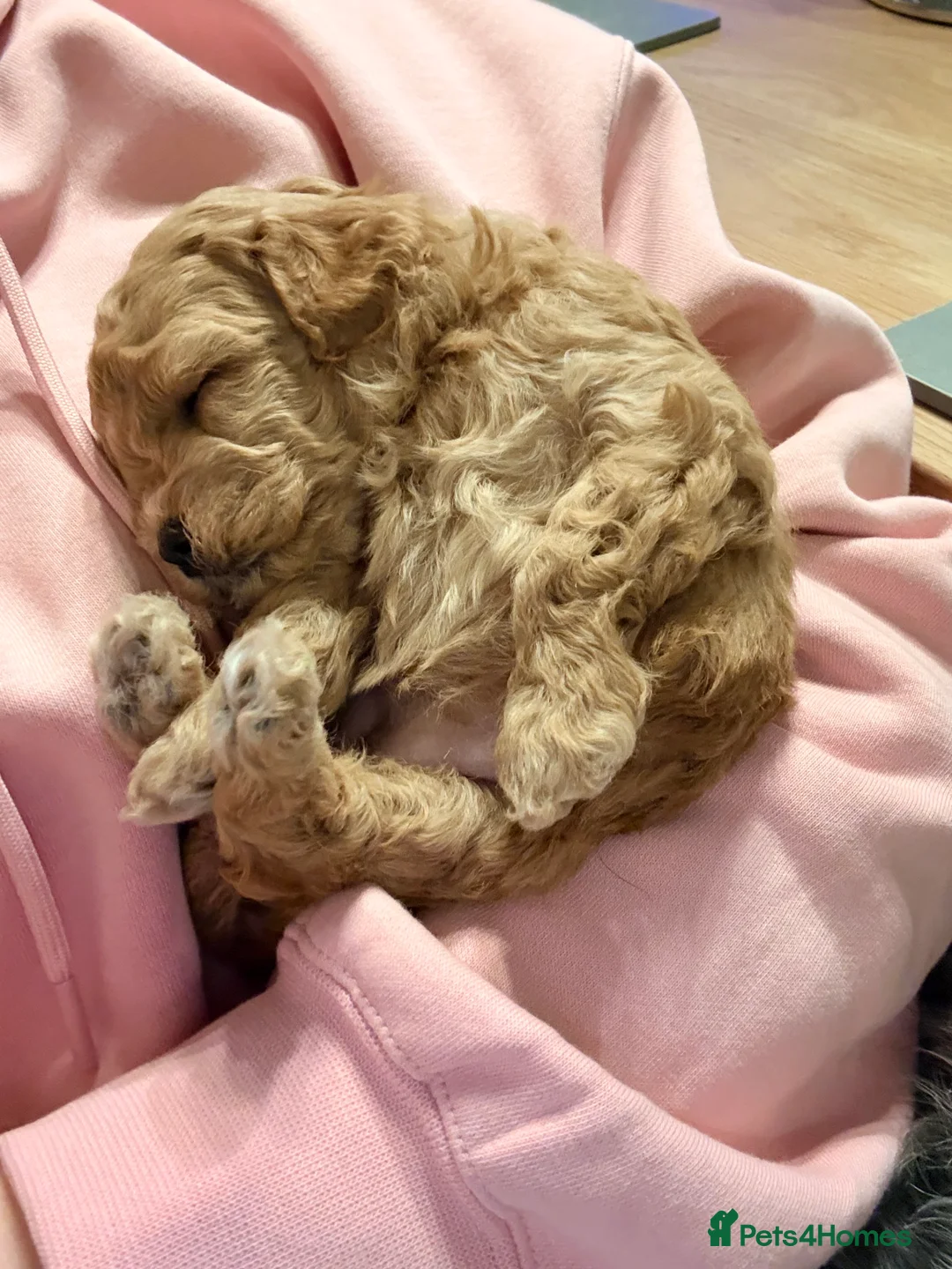 Lhasapoo dogs for sale: Lhasapoo pups (doodles) F1b  - Advert 18