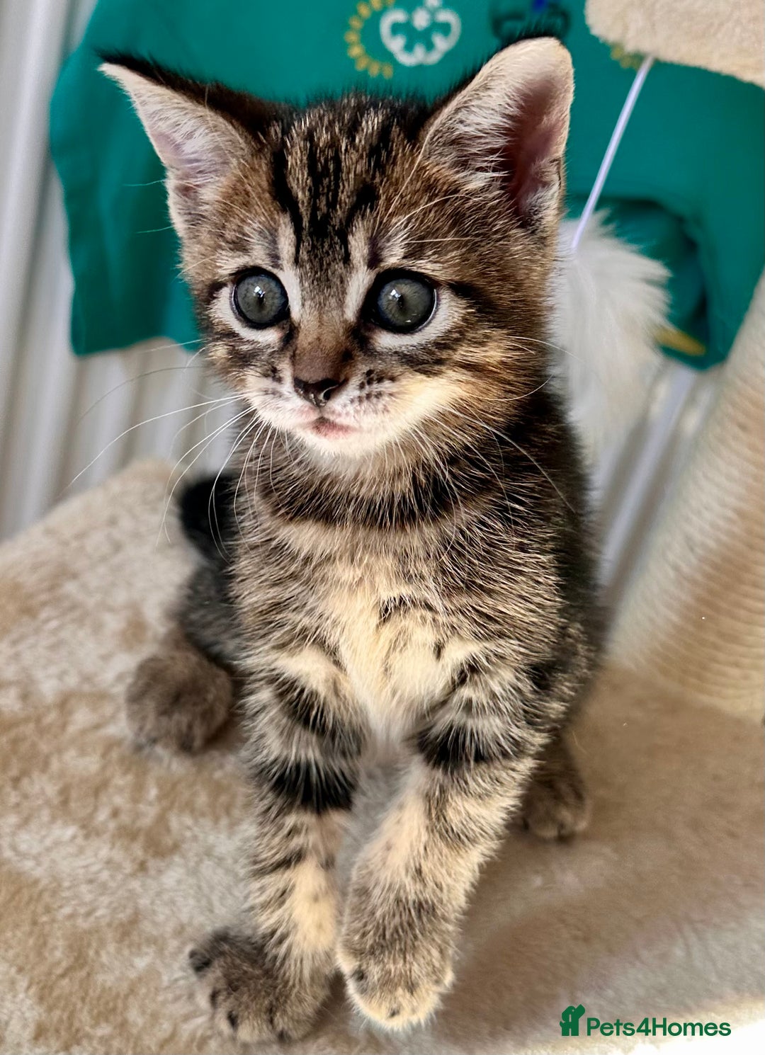 Mixed Breed cats for sale: Amiable bengal mix tabby kittens - Image 12