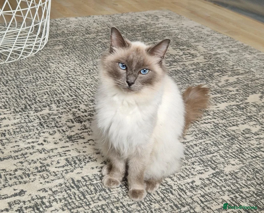 Ragdoll cats for sale:  2 Beautiful Ragdoll Boys 🐾 - Advert 2
