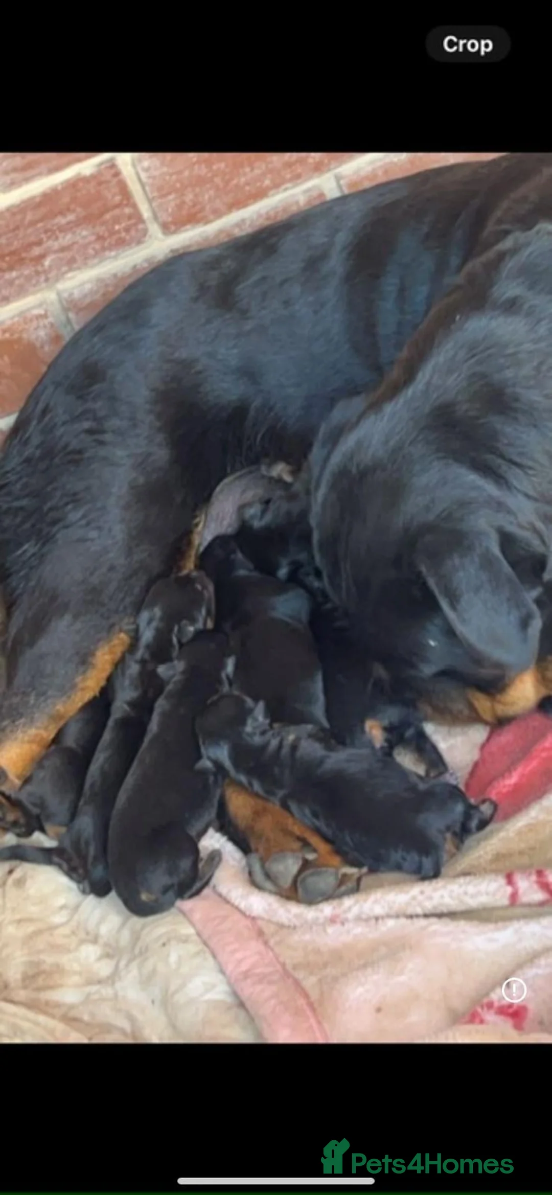 Rottweiler dogs for sale: Rottweiler puppies in Leeds - Advert 2