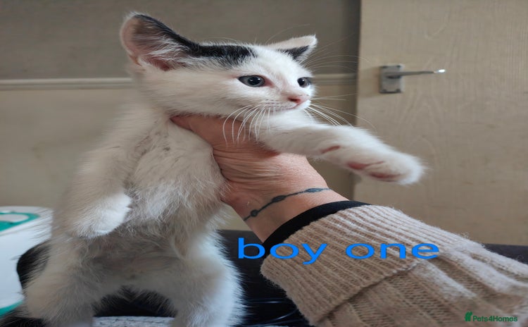 Mixed Breed cats - Advert 7