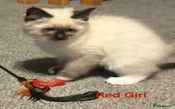 Ragdoll cats for sale: Ragdolls kittens- - Advert 20