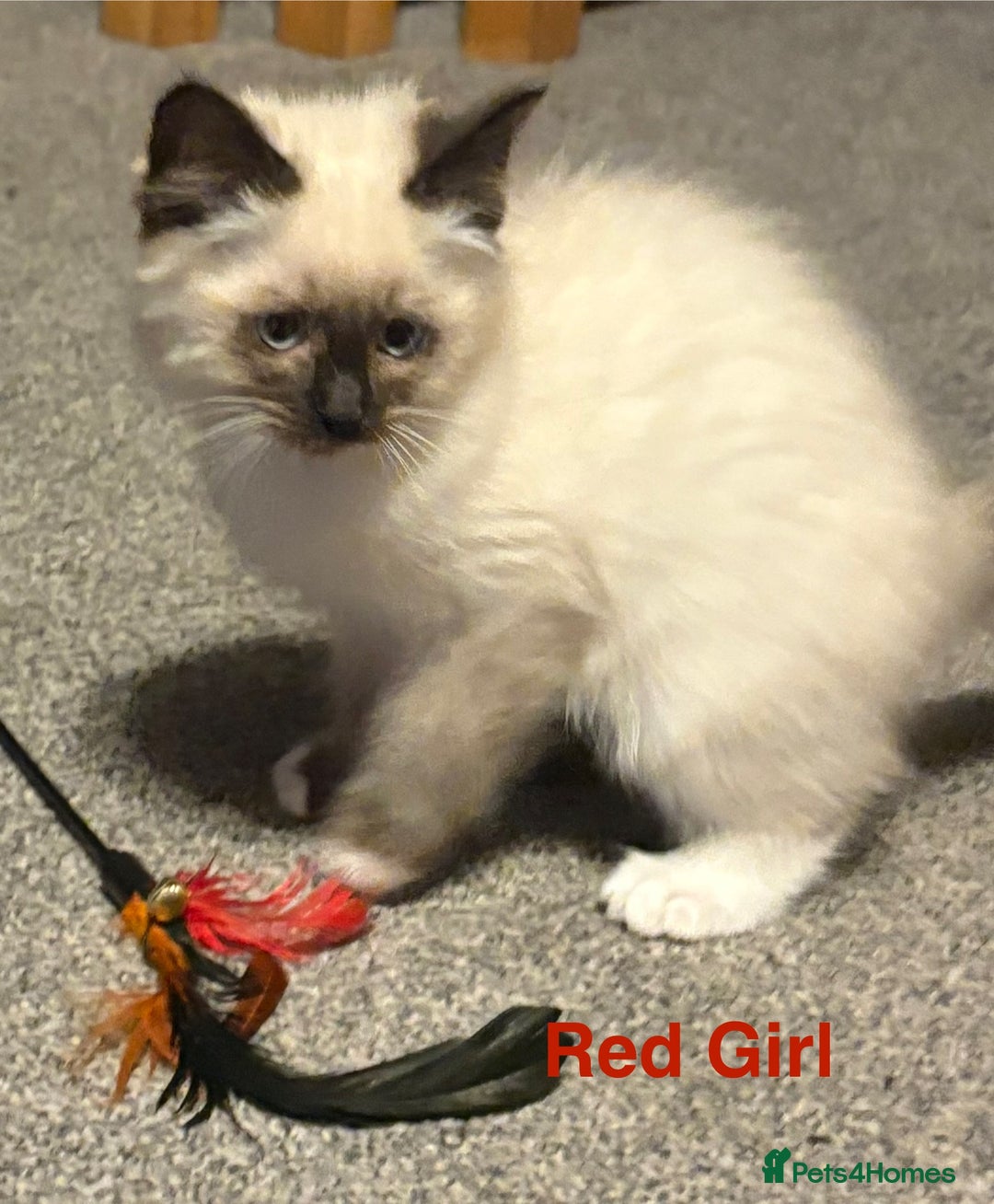 Ragdoll cats for sale: Ragdolls kittens- - Advert 20