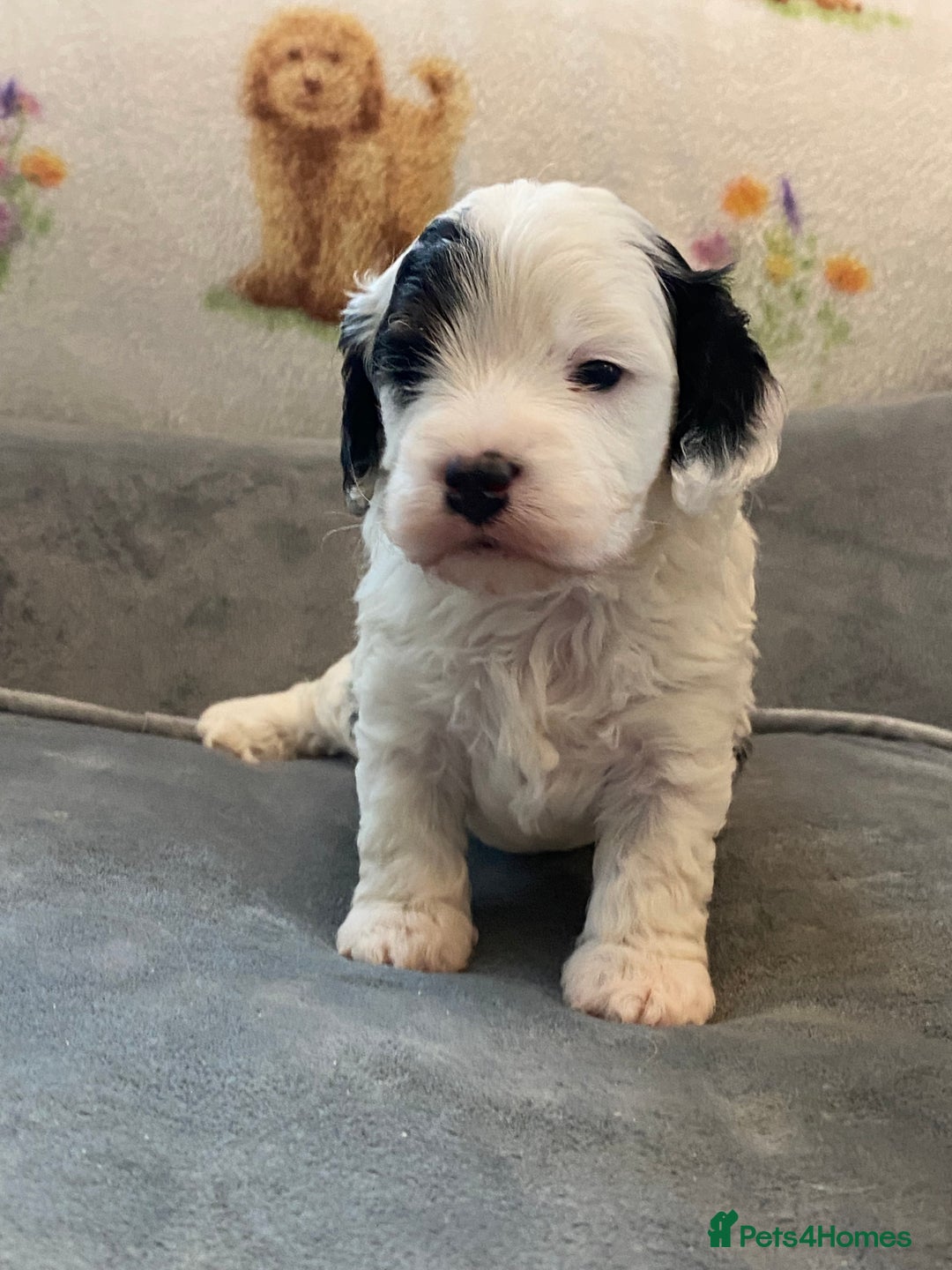 Cavapoo dogs for sale: Super cute, health tested, friendly Cavapoo pups  - Image 21
