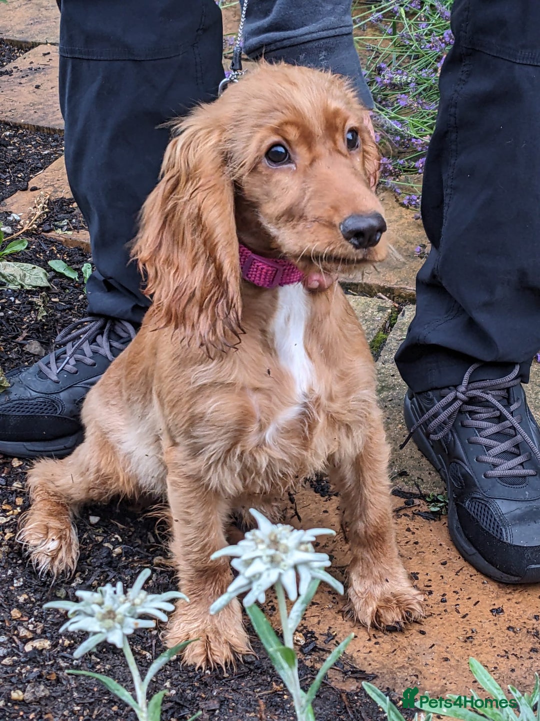 Cocker Spaniel dogs for sale: cocker spaniel puppy available - see description  - Image 2