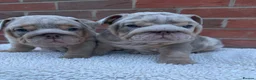 English Bulldog dogs for sale: Mr Muscles litter KC Quality English bulldogs - Advert 9