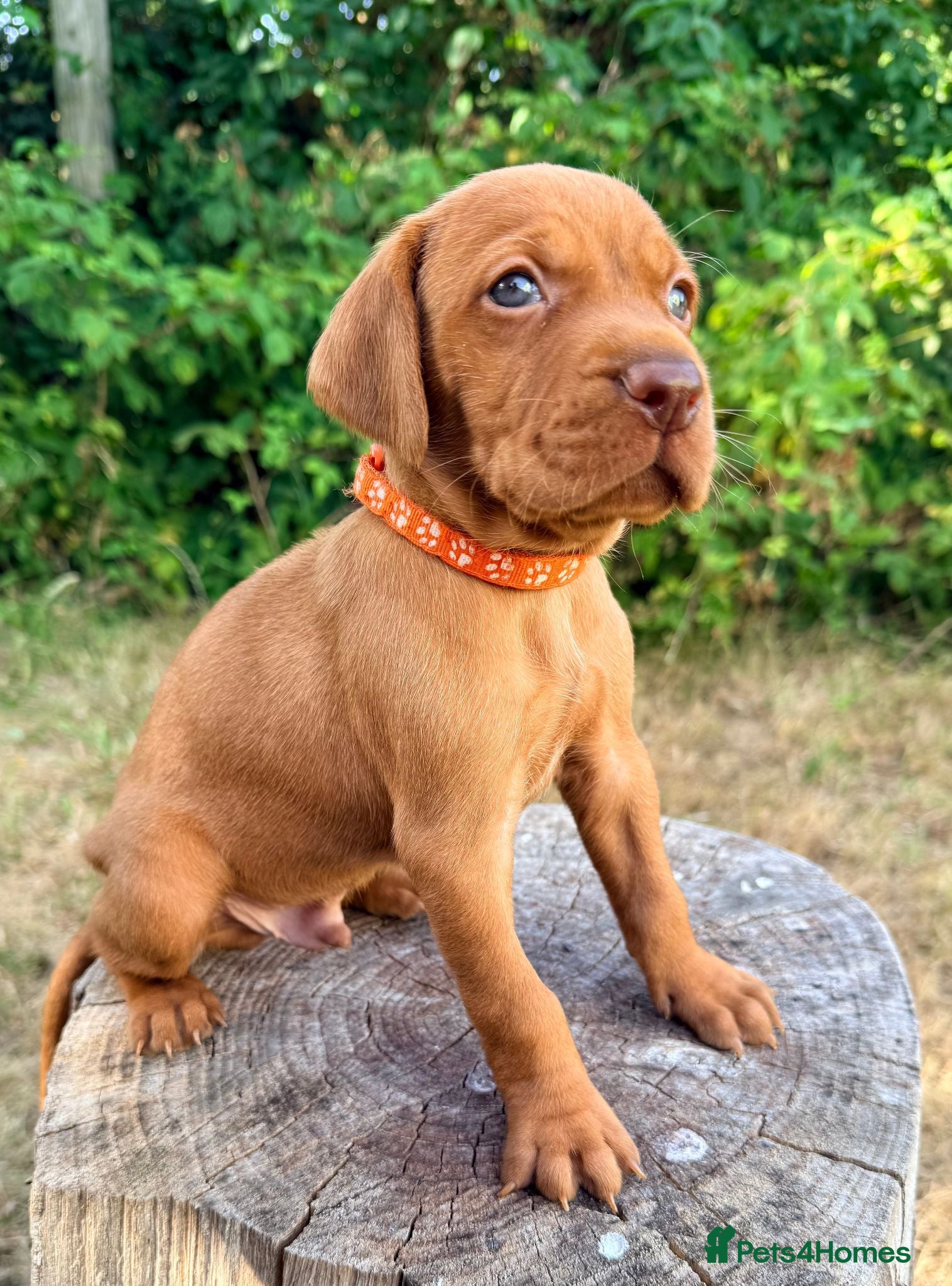Hungarian Vizsla dogs     KC Hungarian Vizsla Puppies - Licensed ⭐ - Advert 18
