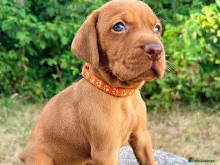 Hungarian Vizsla dogs KC Hungarian Vizsla Puppies - Licensed ⭐ - Advert 4