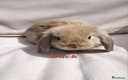 Mini Lop rabbits for sale:  Mini Lop Bunnies Ready for Their Forever Homes! - Image 1