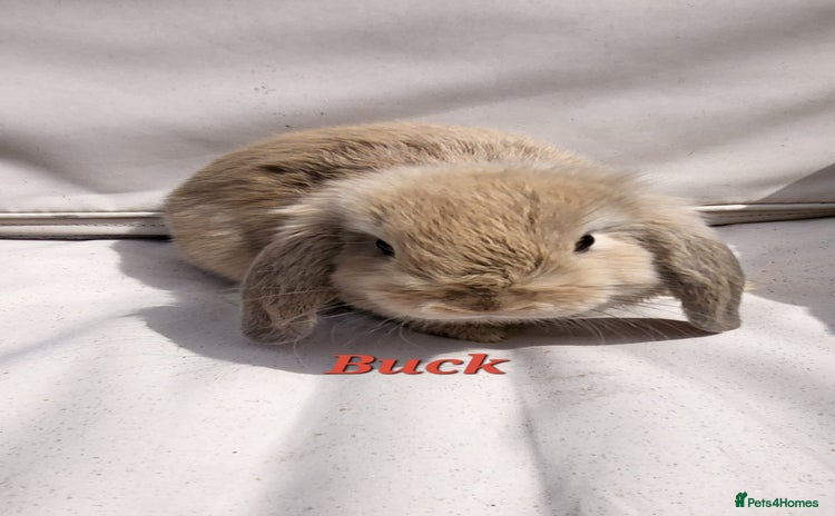 Mini Lop rabbits - Advert 5