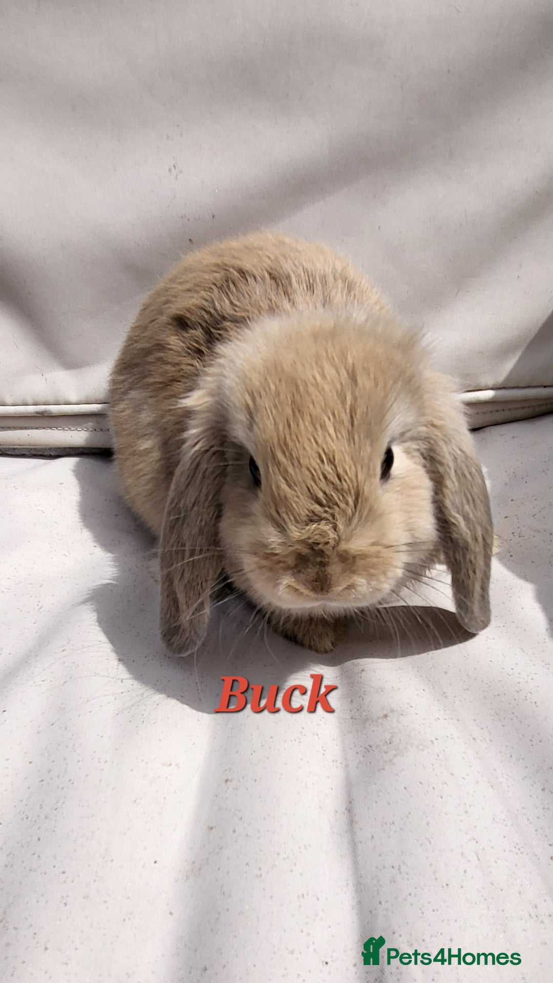 Mini Lop rabbits for sale:  Mini Lop Bunnies Ready for Their Forever Homes! - Image 1