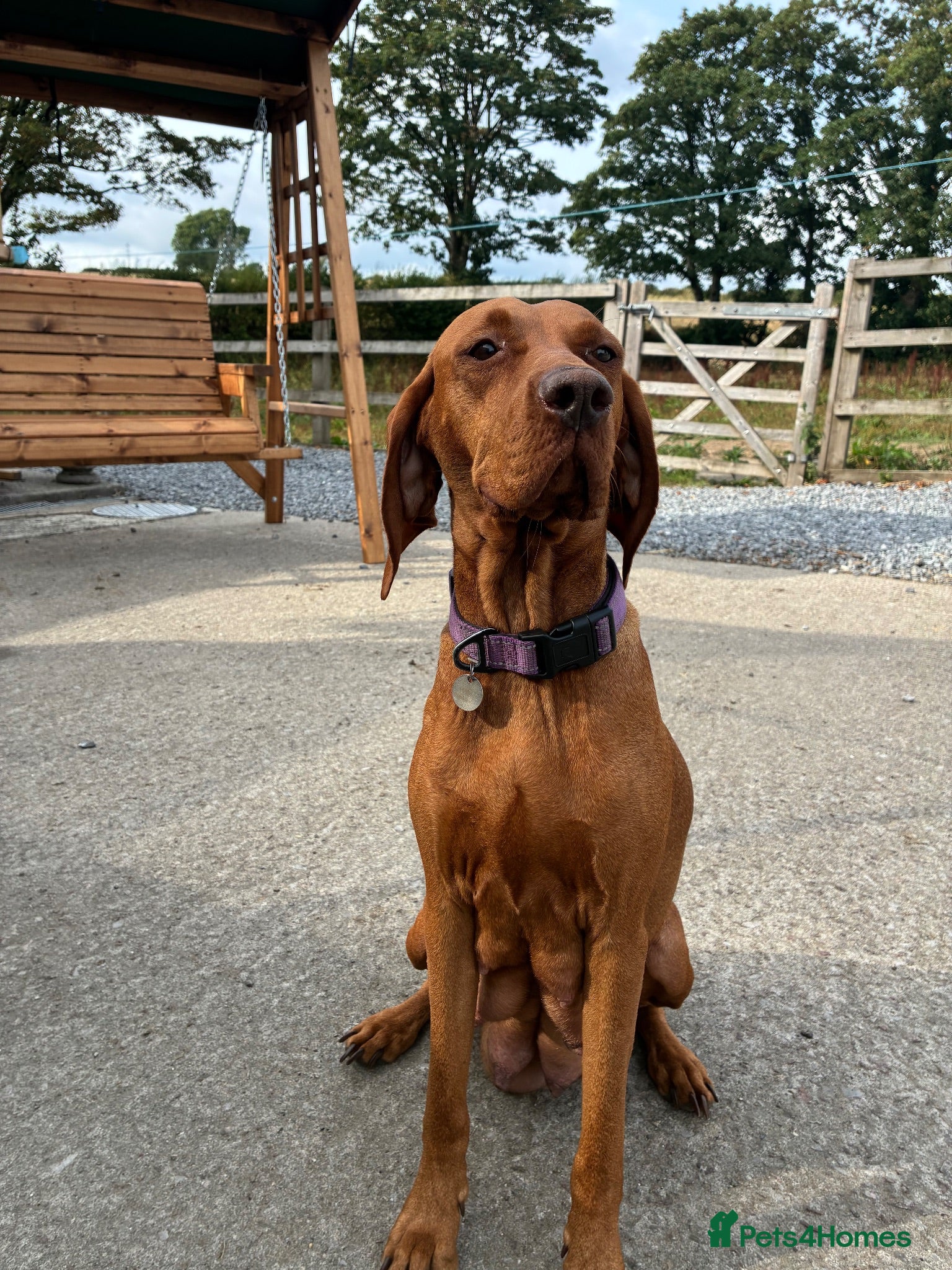 Hungarian Vizsla dogs Gwens puppies 🐾 ❤️MORE PHOTOS ADDED  - Advert 2