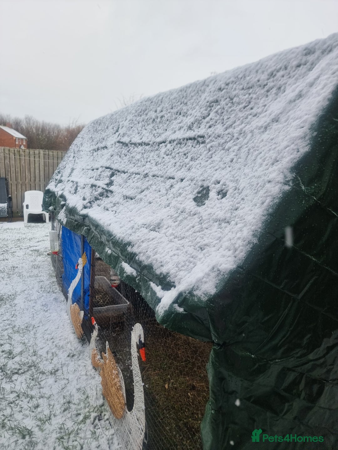 French Lop rabbits for sale: Several rabbits needing rehoming donation req  - Advert 6