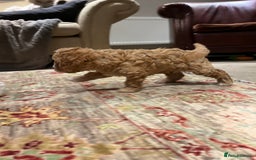 Cavapoo dogs for sale: Perfect family Cavapoos. Home raised, ready 28 Oct - Image 4