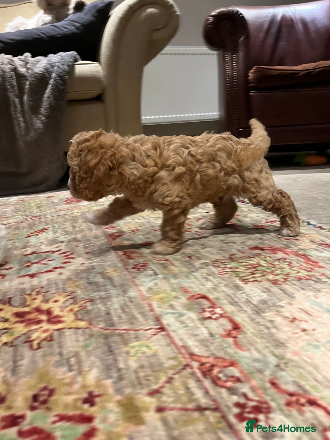 Cavapoo dogs for sale: Perfect family Cavapoos. Home raised, ready 28 Oct - Image 4