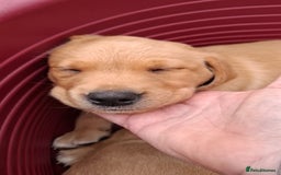 Labrador Retriever dogs for sale: Mix of fox red and yellow labrador puppies - Image 7