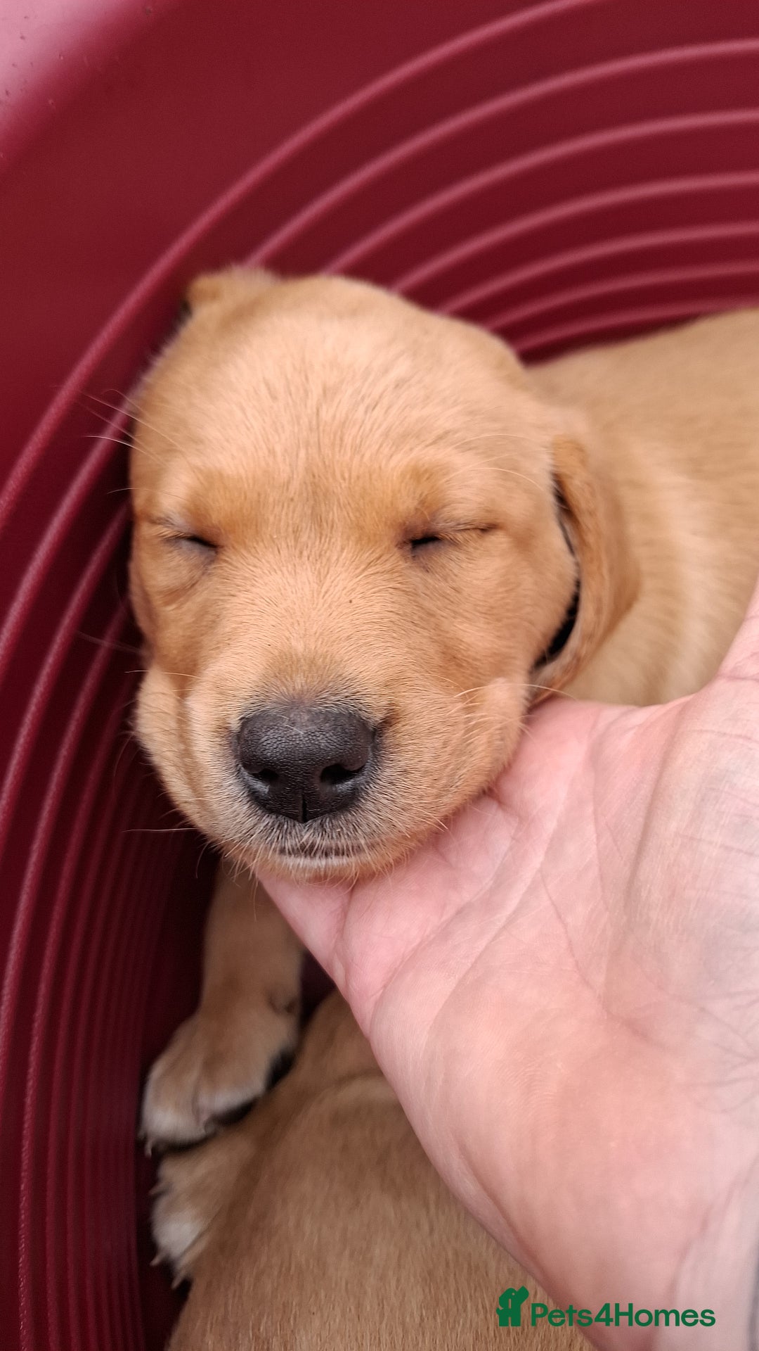 Labrador Retriever dogs for sale: Mix of fox red and yellow labrador puppies - Image 7