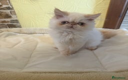 Persian cats for sale: 💗5 Boys and 3 Girl 💗 - Image 6