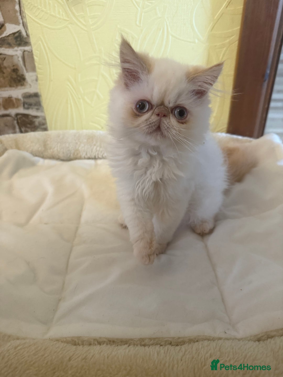 Persian cats for sale: 💗5 Boys and 3 Girl 💗 - Image 6