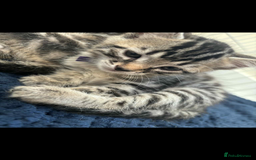 Bengal cats for sale: Bengal x - Image 8