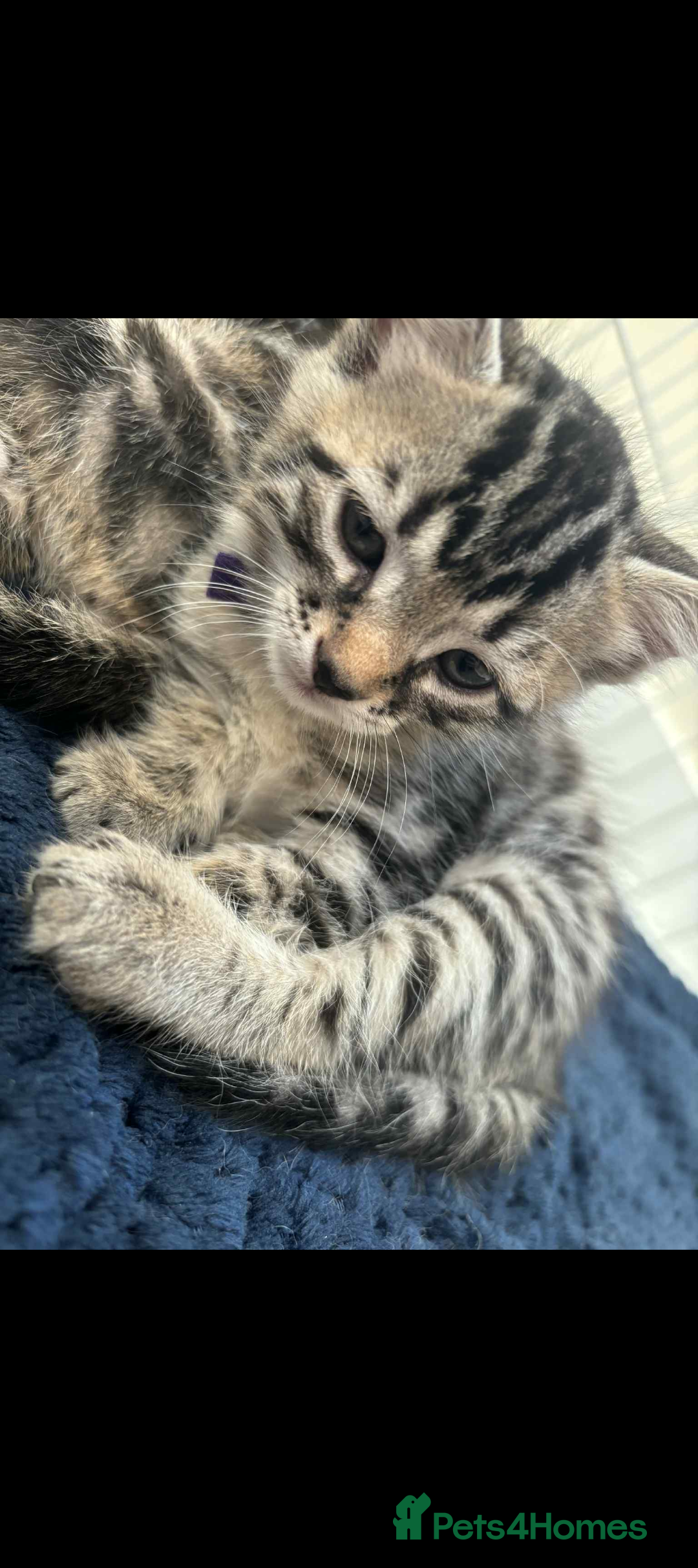 Bengal cats for sale: Bengal x - Image 8