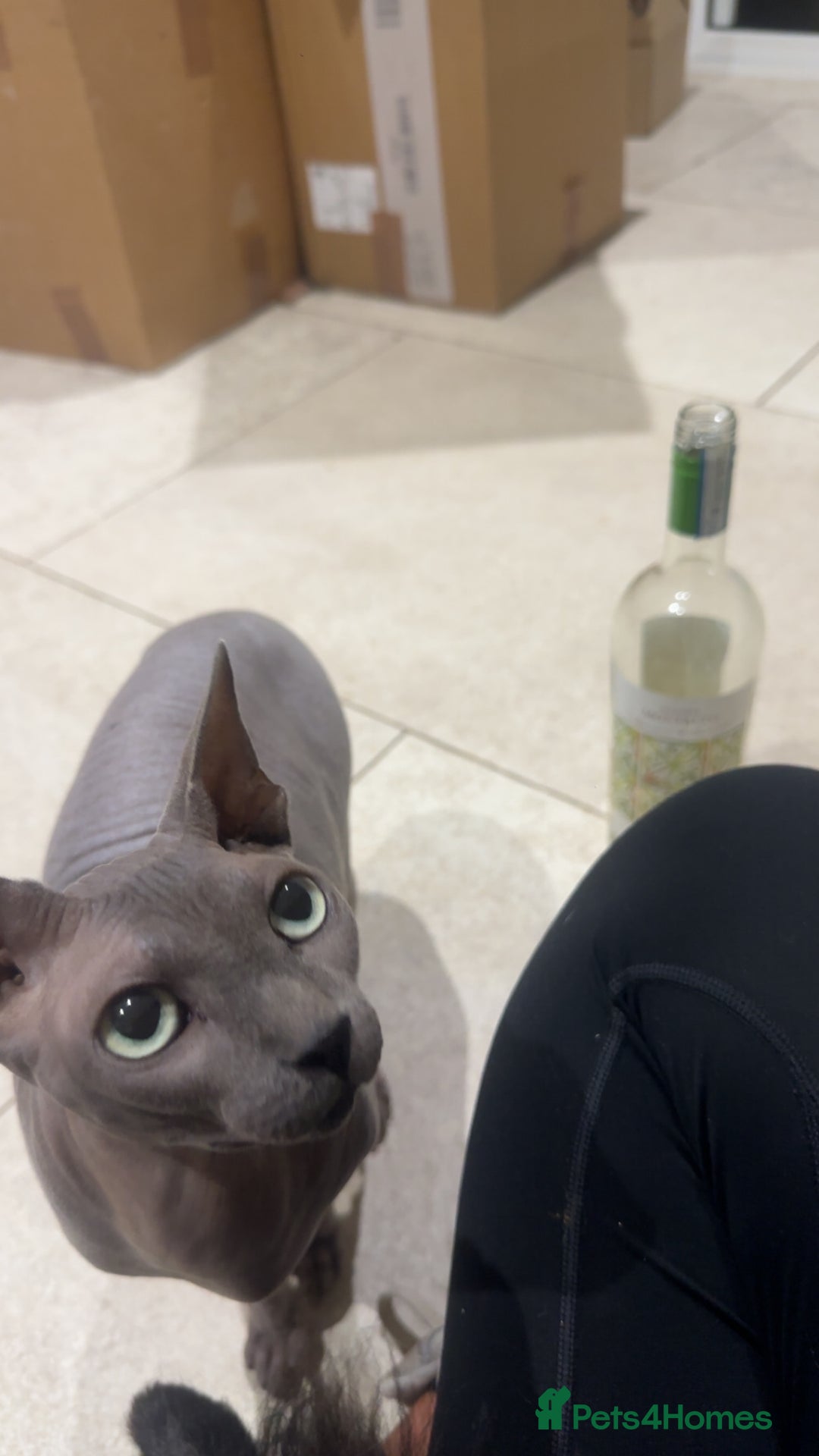 Sphynx cats for sale: Blue Sphynx for rehome  - Image 2
