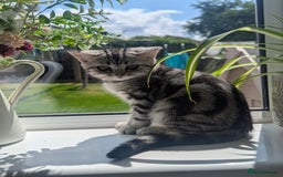 British Shorthair cats for sale: Gorgeous British shorthair silver Tabby  - Image 4