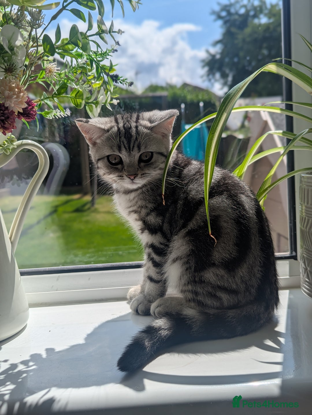 British Shorthair cats for sale: Gorgeous British shorthair silver Tabby  - Image 4