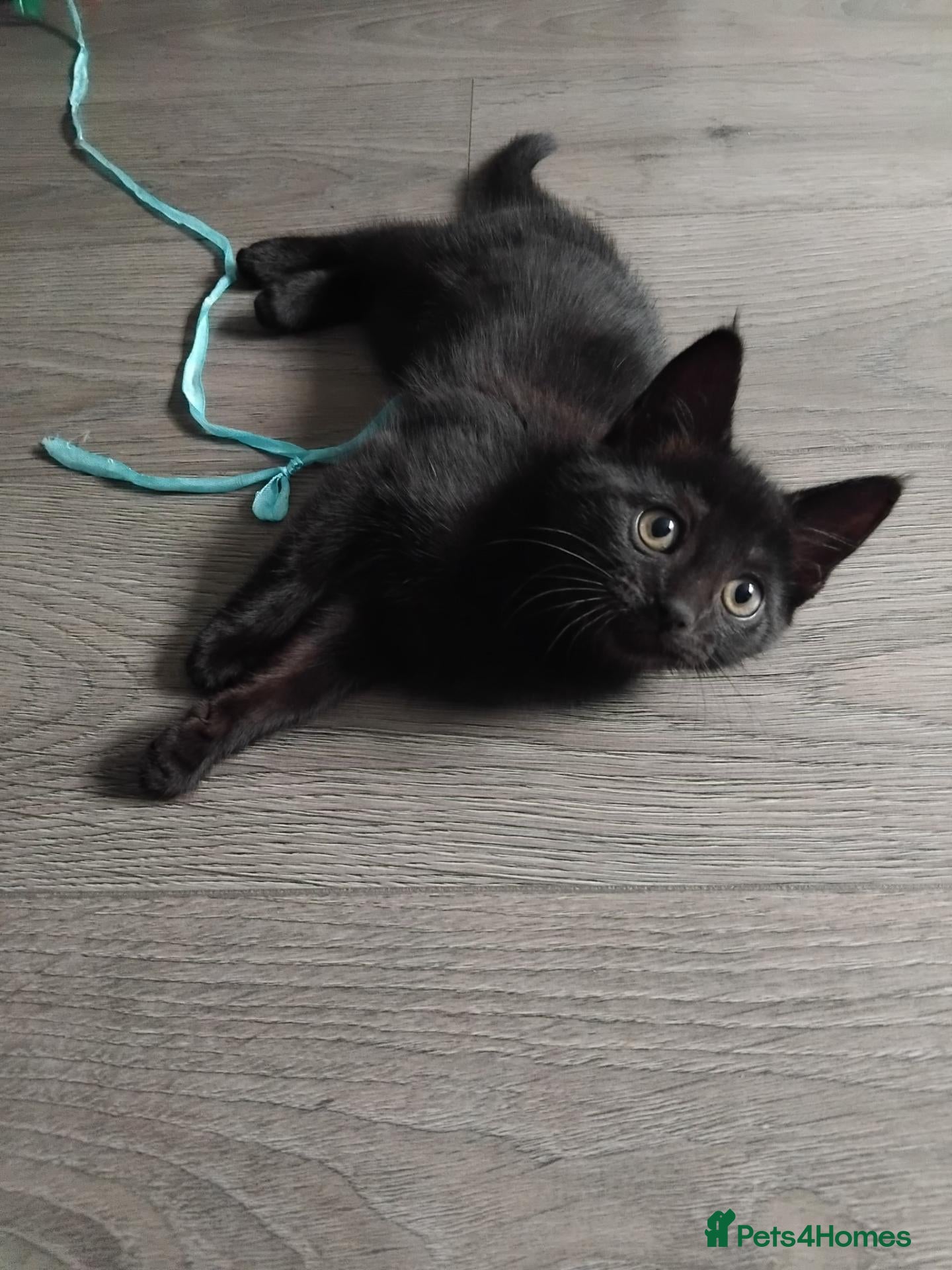 Domestic Shorthair cats Beautiful black kitten- Ready now  - Advert 1