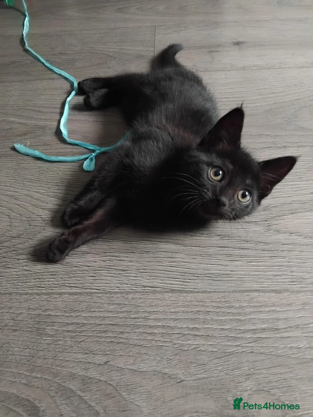 Domestic Shorthair cats for sale: Beautiful black kitten- Ready now  - Advert 1