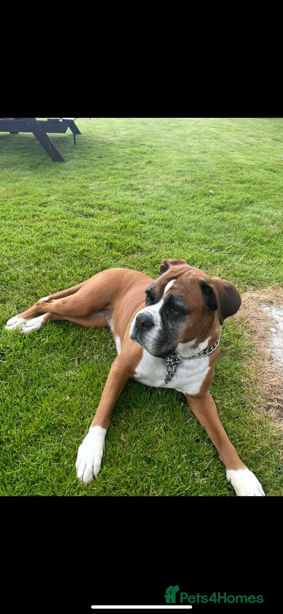 Boxer dogs for sale: Bonnie - Image 1
