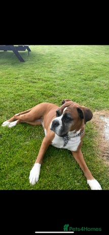 Boxer dogs - Advert 4