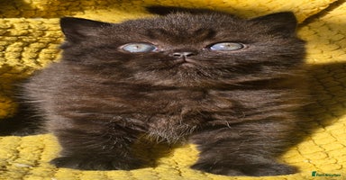 British Shorthair cats - Advert 14