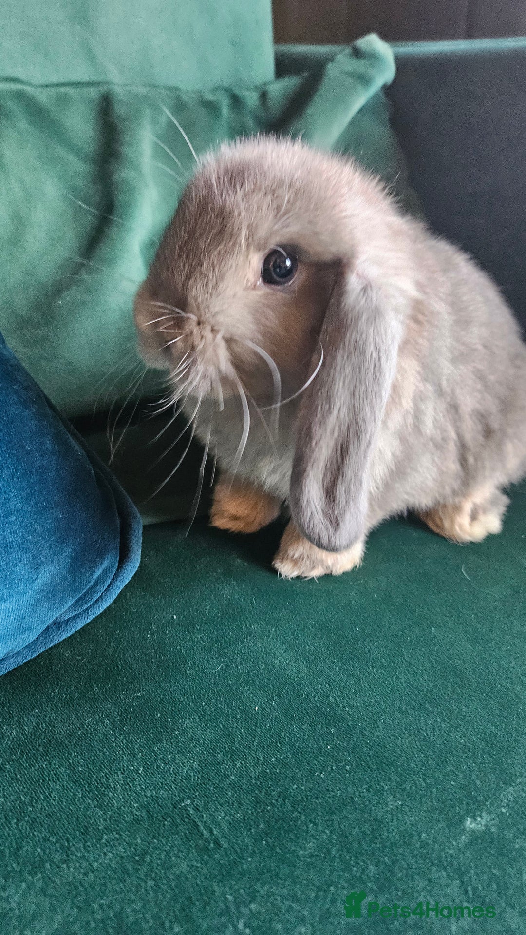 Mini Lop rabbits for sale: Ready to leave cuddly mini lops - Advert 10
