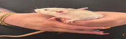 Rat rodents for sale: Baby Dumbo rats 6 x Boys 9 x Girls  - Advert 20