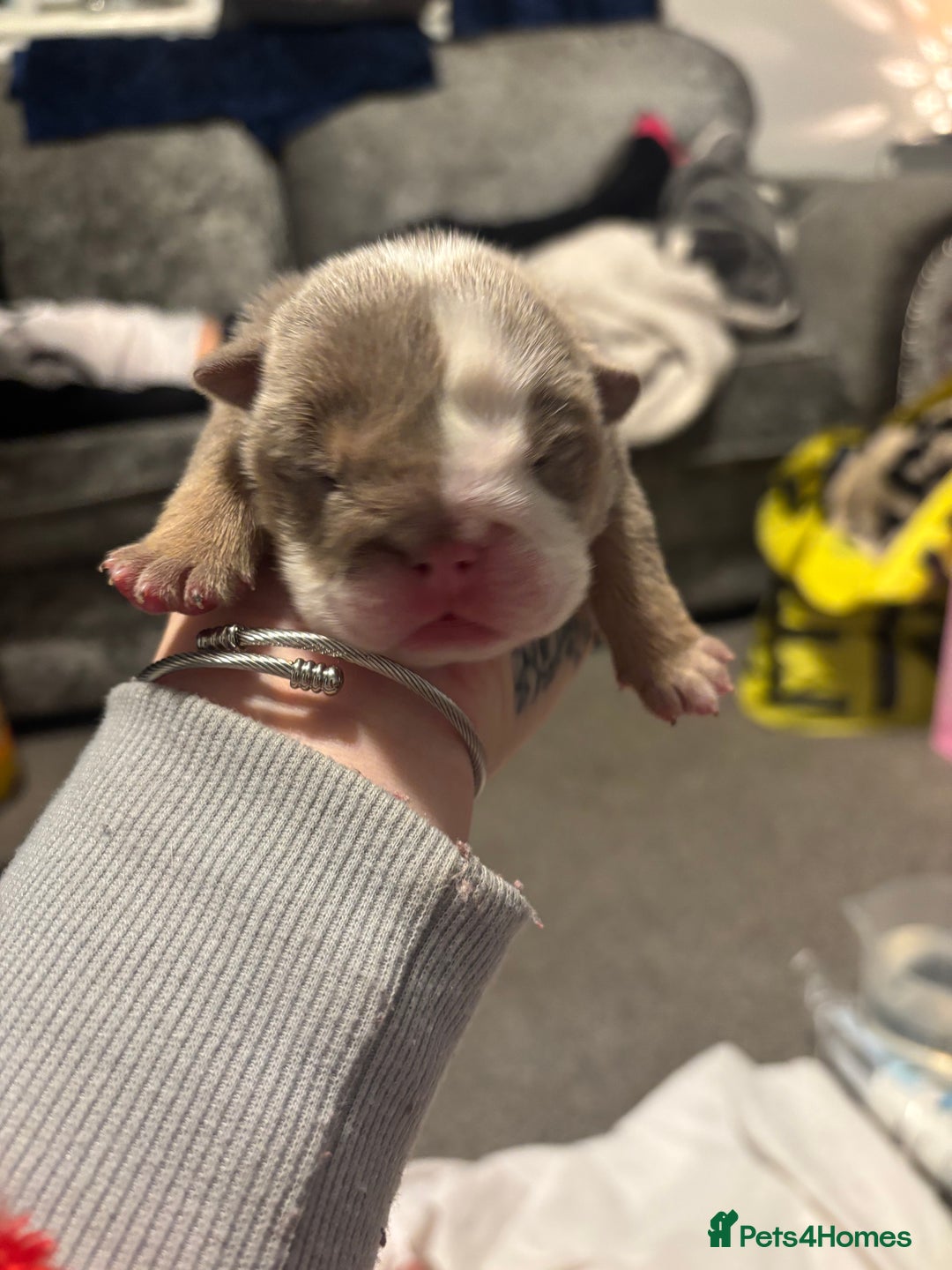 English Bulldog dogs for sale: 4 beautiful strong puppies - Advert 20